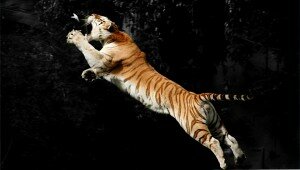 Tiger Vita Wallpaper Preview Tiger Vita Wallpaper Preview