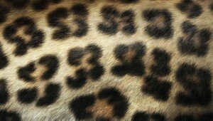 ps-vita-wallpaper-cheetah-print ps-vita-wallpaper-cheetah-print