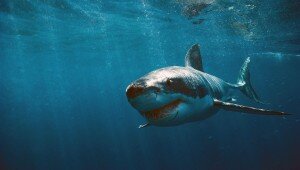 ps-vita-wallpaper-shark ps-vita-wallpaper-shark