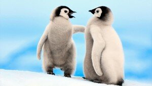 ps-vita-wallpapers-penguins