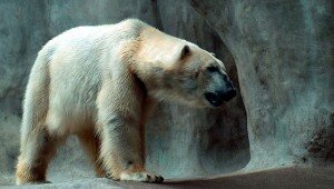 ps-vita-wallpapers-polar-bear ps-vita-wallpapers-polar-bear