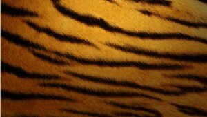 ps-vita-wallpapers-tiger-skin