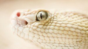 ps-vita-wallpapers-light-snake ps-vita-wallpapers-light-snake